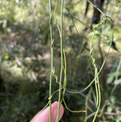 Cassytha glabella f. glabella (Slender Devil's Twine) at Jerrawangala, NSW - 20 May 2023 by Tapirlord