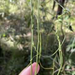 Cassytha glabella f. glabella (Slender Devil's Twine) at Jerrawangala National Park - 20 May 2023 by Tapirlord