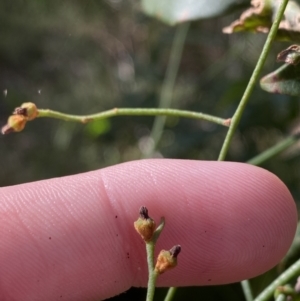 Cassytha glabella f. glabella at Jerrawangala, NSW - 20 May 2023