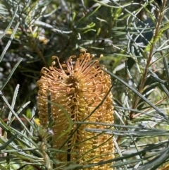 Banksia spinulosa var. spinulosa (Hairpin Banksia) at Jerrawangala National Park - 20 May 2023 by Tapirlord