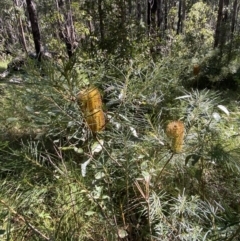 Banksia spinulosa var. spinulosa at Jerrawangala, NSW - 20 May 2023