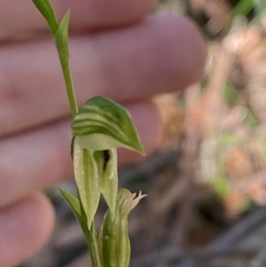 Pterostylis longifolia at Jerrawangala, NSW - 20 May 2023