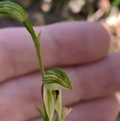 Pterostylis longifolia at Jerrawangala, NSW - 20 May 2023