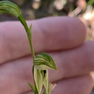 Pterostylis longifolia at Jerrawangala, NSW - 20 May 2023