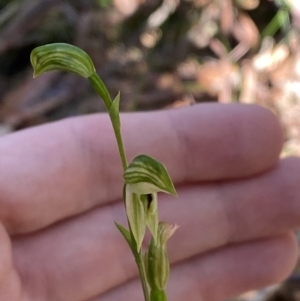 Pterostylis longifolia at Jerrawangala, NSW - 20 May 2023