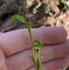 Pterostylis longifolia at Jerrawangala, NSW - 20 May 2023