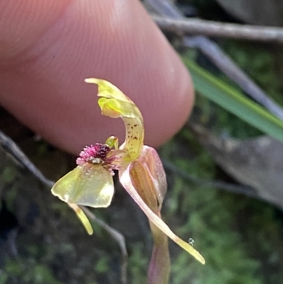 Chiloglottis sylvestris (Small Wasp Orchid) at Jerrawangala National Park - 20 May 2023 by Tapirlord