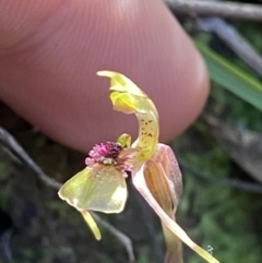 Chiloglottis sylvestris at Jerrawangala, NSW - 20 May 2023