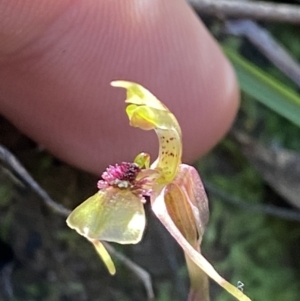 Chiloglottis sylvestris at Jerrawangala, NSW - 20 May 2023