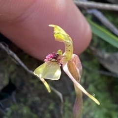 Chiloglottis sylvestris at Jerrawangala, NSW - 20 May 2023