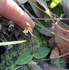 Chiloglottis sylvestris at Jerrawangala, NSW - suppressed