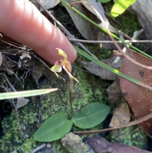 Chiloglottis sylvestris at Jerrawangala, NSW - 20 May 2023