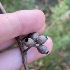 Eucalyptus piperita subsp. urceolaris at Jerrawangala, NSW - 20 May 2023