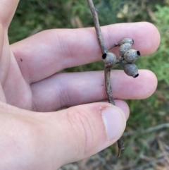 Eucalyptus piperita subsp. urceolaris at Jerrawangala, NSW - 20 May 2023