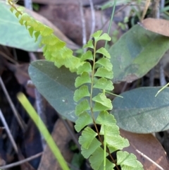 Lindsaea linearis (Screw Fern) at Jerrawangala, NSW - 20 May 2023 by Tapirlord