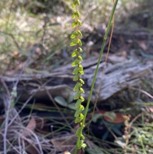 Lindsaea linearis at Jerrawangala, NSW - 20 May 2023 11:17 AM