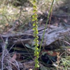 Lindsaea linearis at Jerrawangala, NSW - 20 May 2023