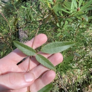 Kennedia rubicunda at Jerrawangala, NSW - 20 May 2023