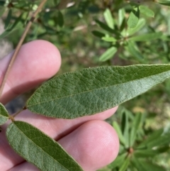 Kennedia rubicunda at Jerrawangala, NSW - 20 May 2023