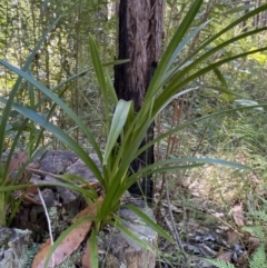 Cymbidium suave (Snake Orchid) at Jerrawangala, NSW - 20 May 2023 by Tapirlord