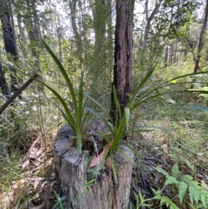 Cymbidium suave at Jerrawangala, NSW - suppressed