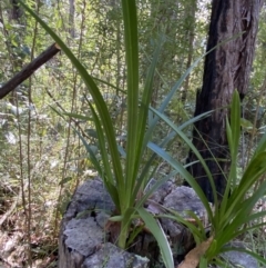 Cymbidium suave at Jerrawangala, NSW - suppressed