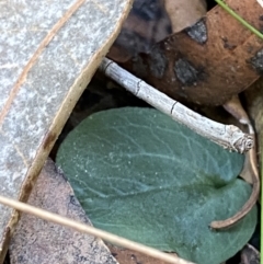 Corybas unguiculatus (Small Helmet Orchid) at Jerrawangala National Park - 20 May 2023 by Tapirlord