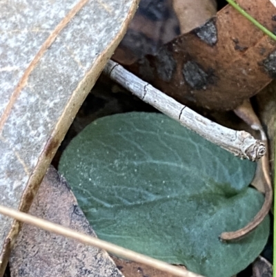 Corybas unguiculatus (Small Helmet Orchid) at Jerrawangala National Park - 20 May 2023 by Tapirlord