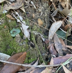 Corybas unguiculatus at Jerrawangala, NSW - 20 May 2023