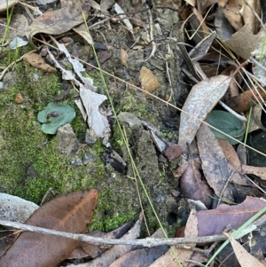 Corybas unguiculatus at Jerrawangala, NSW - 20 May 2023