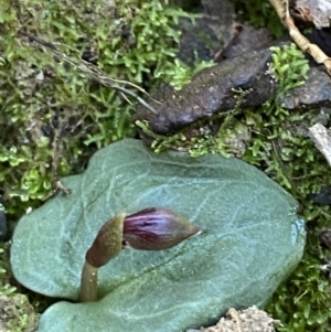 Corybas unguiculatus at Jerrawangala, NSW - 20 May 2023