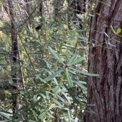 Pultenaea daphnoides (Large-leaf Bush-pea) at Jerrawangala National Park - 20 May 2023 by Tapirlord