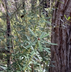 Pultenaea daphnoides at Jerrawangala, NSW - 20 May 2023