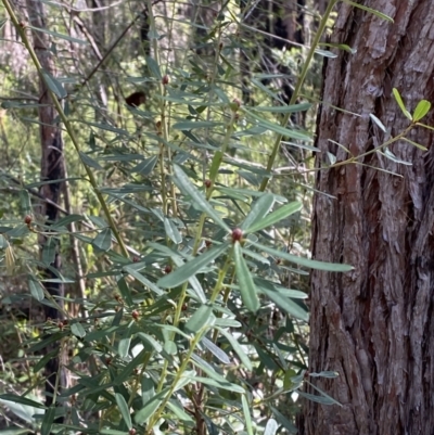Pultenaea daphnoides (Large-leaf Bush-pea) at Jerrawangala, NSW - 20 May 2023 by Tapirlord