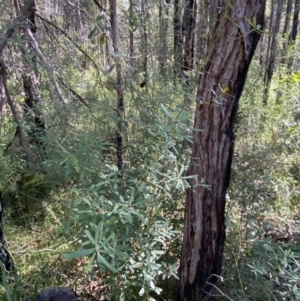 Pultenaea daphnoides at Jerrawangala, NSW - 20 May 2023