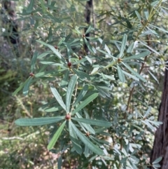 Pultenaea daphnoides at Jerrawangala, NSW - 20 May 2023
