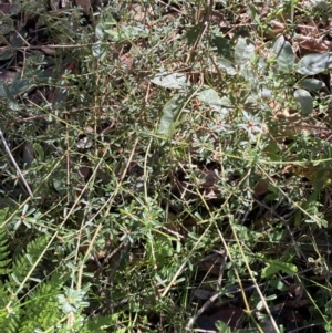 Pultenaea linophylla at Jerrawangala, NSW - 20 May 2023
