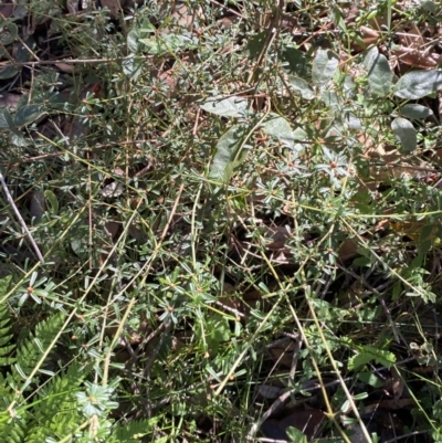 Pultenaea linophylla (Halo Bush-Pea) at Jerrawangala, NSW - 20 May 2023 by Tapirlord