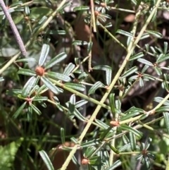 Pultenaea linophylla at Jerrawangala, NSW - 20 May 2023 11:11 AM