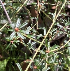 Pultenaea linophylla at Jerrawangala, NSW - 20 May 2023