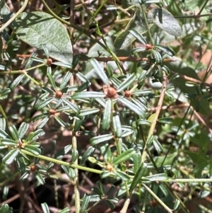 Pultenaea linophylla at Jerrawangala, NSW - 20 May 2023