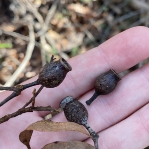 Corymbia gummifera at Jerrawangala, NSW - 20 May 2023