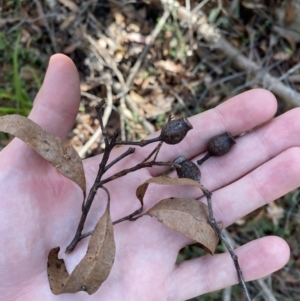 Corymbia gummifera at Jerrawangala, NSW - 20 May 2023