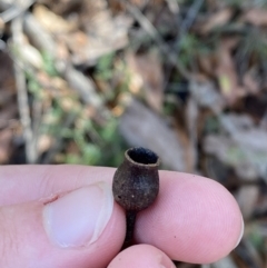 Corymbia gummifera at Jerrawangala, NSW - 20 May 2023