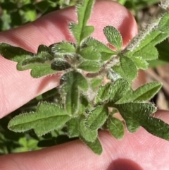 Xanthosia pilosa (Woolly Xanthosia) at Jerrawangala National Park - 20 May 2023 by Tapirlord