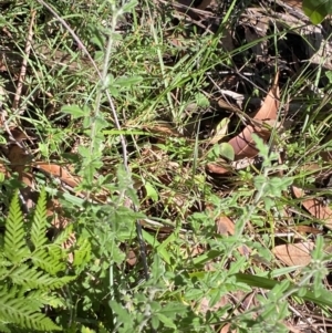Xanthosia pilosa at Jerrawangala, NSW - 20 May 2023
