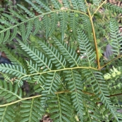 Pteridium esculentum (Bracken) at Jerrawangala, NSW - 20 May 2023 by Tapirlord