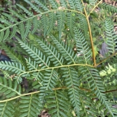 Pteridium esculentum (Bracken) at Jerrawangala National Park - 20 May 2023 by Tapirlord