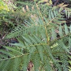 Pteridium esculentum at Jerrawangala, NSW - 20 May 2023 10:45 AM