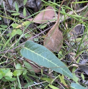 Hardenbergia violacea at Jerrawangala, NSW - 20 May 2023